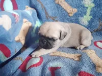 Puppy 2, a male Pug for sale in Fertile, IA – Photo 4 of 6