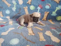 Puppy 2, a male Pug for sale in Fertile, IA – Photo 1 of 6