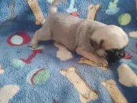Puppy 2, a male Pug for sale in Fertile, IA – Photo 6 of 6
