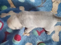 Puppy 2, a male Pug for sale in Fertile, IA – Photo 2 of 6