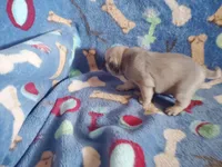 Puppy 2, a male Pug for sale in Fertile, IA – Photo 3 of 6