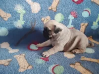 Puppy 5, a male Pug for sale in Fertile, IA – Photo 2 of 6