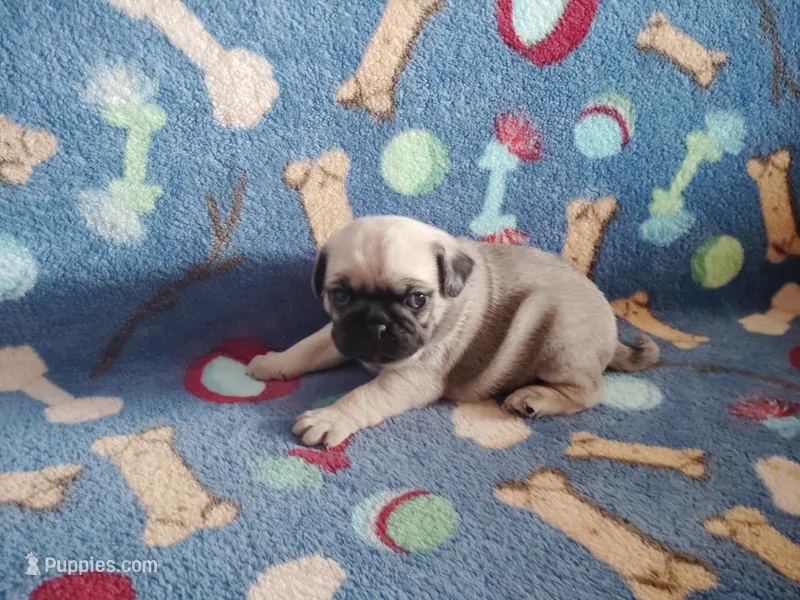 Puppy 5 – Pug puppy for sale in Fertile, IA