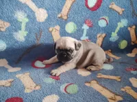 Puppy 5, a male Pug for sale in Fertile, IA – Photo 1 of 6