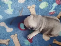 Puppy 5, a male Pug for sale in Fertile, IA – Photo 6 of 6