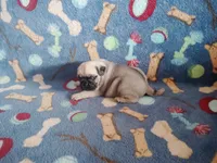 Puppy 5, a male Pug for sale in Fertile, IA – Photo 5 of 6