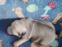 Puppy 5, a male Pug for sale in Fertile, IA – Photo 3 of 6