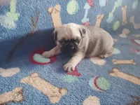 Puppy 5, a male Pug for sale in Fertile, IA – Photo 4 of 6