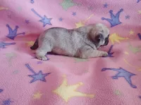 Puppy 3, a female Pug for sale in Fertile, IA – Photo 4 of 5