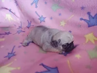 Puppy 3, a female Pug for sale in Fertile, IA – Photo 2 of 5