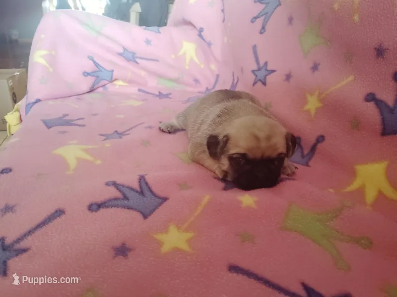 Puppy 3 – Pug puppy for sale in Fertile, IA