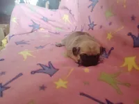 Puppy 3, a female Pug for sale in Fertile, IA – Photo 1 of 5