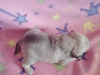 Puppy 3, a female Pug for sale in Fertile, IA – Photo 5 of 5