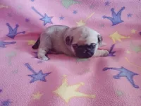 Puppy 3, a female Pug for sale in Fertile, IA – Photo 3 of 5