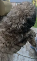 Luna, a female Maltipoo for sale in Veneta, OR – 2 of 2