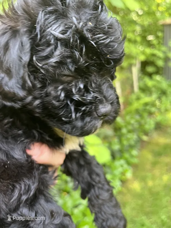 Cheyenne – Maltipoo puppy for sale in Veneta, OR