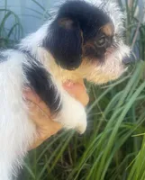 Robbie, a male Schnoodle and Poodle - Toy  for sale in Veneta, OR – 5 of 10