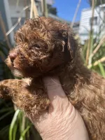 Shy, a female Maltipoo for sale in Veneta, OR – 7 of 9