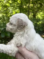 Ghost, a female Maltipoo for sale in Veneta, OR – 2 of 6