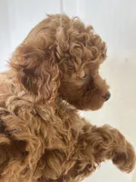Piper, a female Poodle - Miniature  for sale in Veneta, OR – 2 of 10