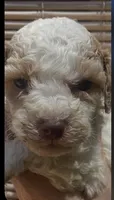 Prince, a male Maltipoo for sale in Veneta, OR – 2 of 3