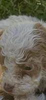 Prince, a male Maltipoo for sale in Veneta, OR – 3 of 3