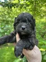 Ladybug, a female Maltipoo for sale in Veneta, OR – 1 of 7
