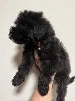 Marshall, a male Maltipoo for sale in Veneta, OR – 4 of 10