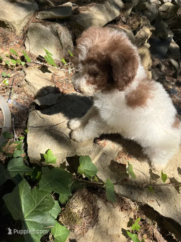 Sky – Maltipoo puppy for sale in Veneta, OR