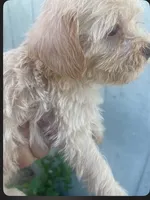 Delilah, a female Schnoodle for sale in Veneta, OR – 4 of 10