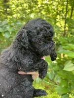 Ladybug, a female Maltipoo for sale in Veneta, OR – 6 of 7