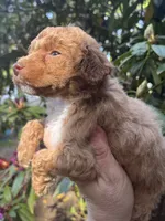 Piper, a female Poodle - Miniature  for sale in Veneta, OR – 6 of 10
