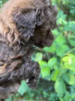 Coco, a female Poodle - Miniature  for sale in Veneta, OR – 10 of 10