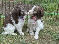 Fred, a male Maltipoo for sale in Veneta, OR – 3 of 4