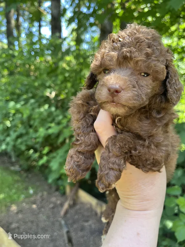 Coco – Poodle - Miniature  puppy for sale in Veneta, OR