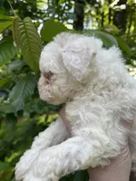 Ghost, a female Maltipoo for sale in Veneta, OR – 4 of 6