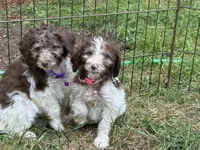 Fred, a male Maltipoo for sale in Veneta, OR – 2 of 4