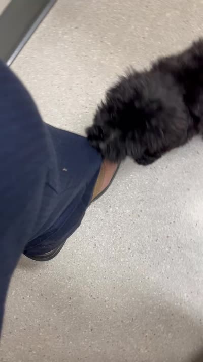 Marshall, a male Maltipoo for sale in Veneta, OR – 10 of 10
