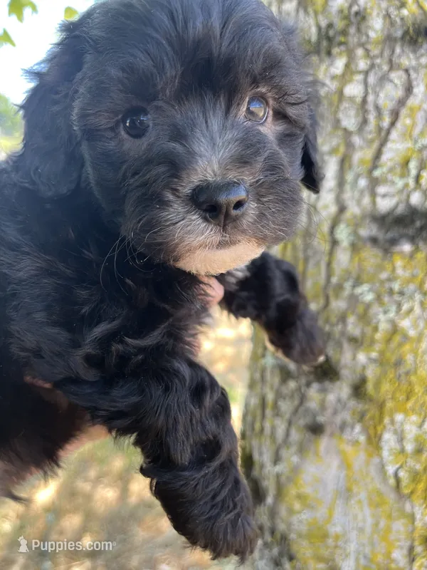 Leo – Maltipoo puppy for sale in Veneta, OR