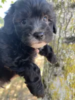 Leo, a male Maltipoo for sale in Veneta, OR – 1 of 5