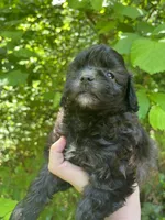 Star, a female Maltipoo for sale in Veneta, OR – 9 of 10
