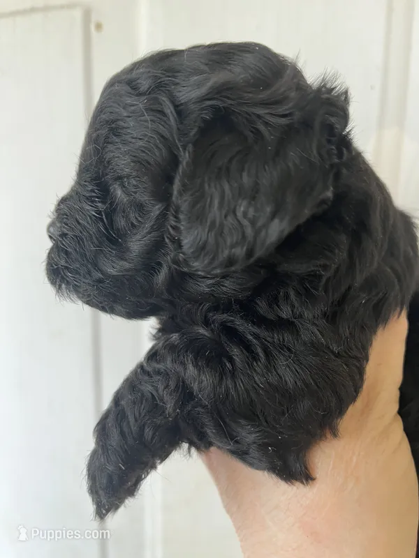 Mario – Maltipoo puppy for sale in Veneta, OR