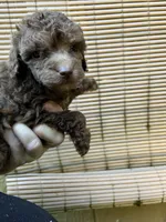 Coco, a female Poodle - Miniature  for sale in Veneta, OR – 3 of 10