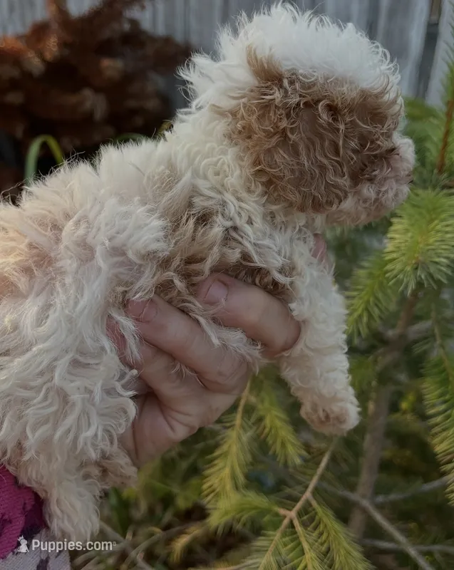 Prince – Maltipoo puppy for sale in Veneta, OR