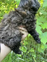 Star, a female Maltipoo for sale in Veneta, OR – 3 of 10