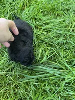 Scarlet, a female Maltipoo for sale in Veneta, OR – 6 of 6