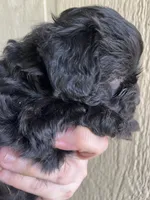Mario, a male Maltipoo for sale in Veneta, OR – 3 of 4