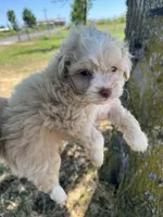 Mickey Mouse, a male Maltipoo for sale in Veneta, OR – 4 of 7