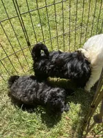 Cheyenne, a female Maltipoo for sale in Veneta, OR – 7 of 7