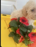Delilah, a female Schnoodle for sale in Veneta, OR – 6 of 10